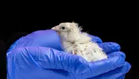 Perusahaan AS Klaim Sukses Tetaskan Anak Ayam dari Telur Buatan
