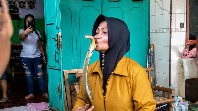 Iin Ayu (55) bersama satu di antara ular King Kobra peliharaannya di rumahnya di Kelurahan Karangpucung, Kecamatan Purwokerto Selatan, Kabupaten Banyumas, Selasa (17/12/2019). (Liputan6.com/Rudal Afgani Dirgantara)