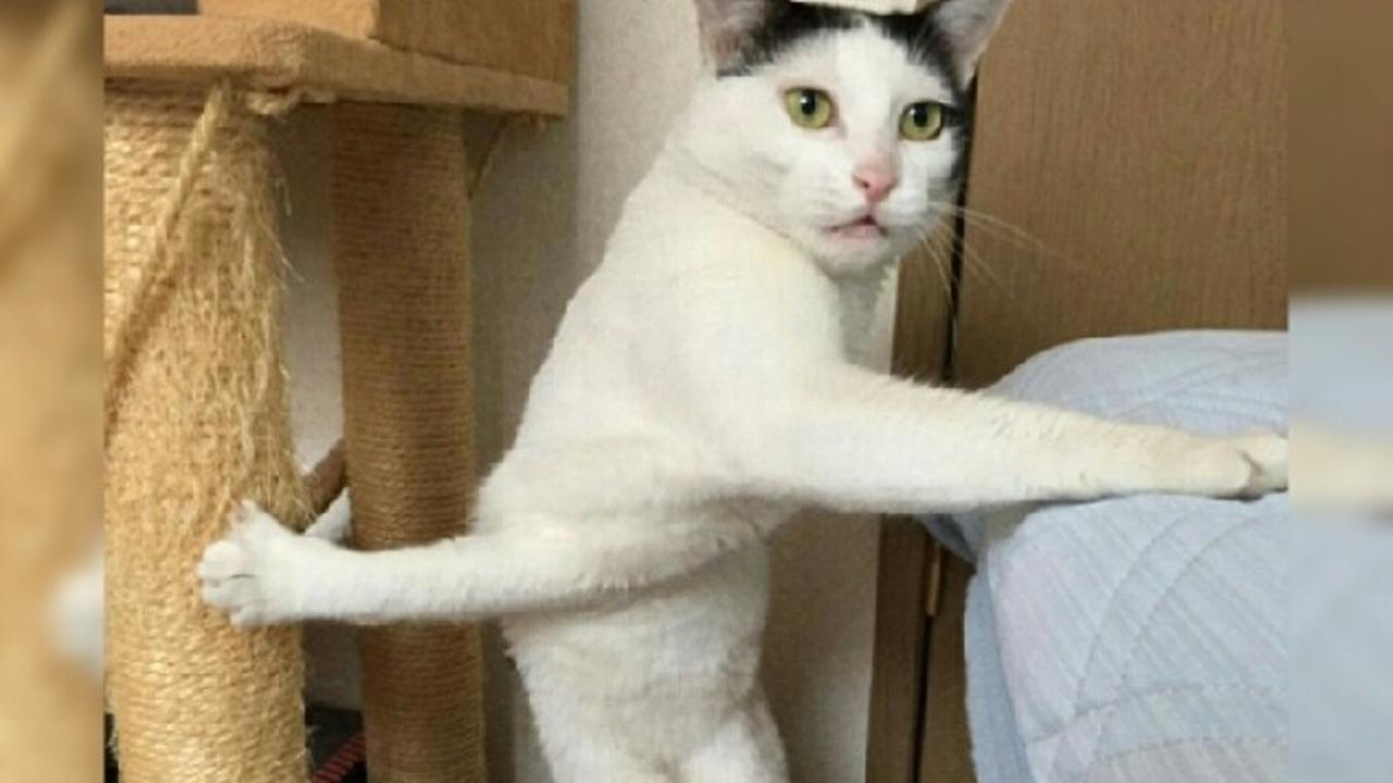 Berpose Aneh, Kucing Lucu jadi Meme Kocak
