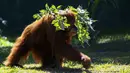 Orangutan bernama Elze berjalan di Biopark of Rio selama tur media di Rio de Janeiro, Brasil, Kamis (18/3/2021). Biopark of Rio ditutup untuk umum selama renovasi mengubah kebun binatang kota tersebut menjadi pusat konservasi keanekaragaman hayati. (AP Photo/Bruna Prado)