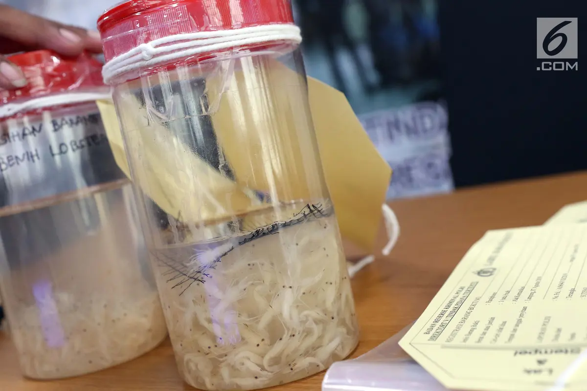 Bareskrim Mabes Polri Gagalkan Penyelundupan Benih Lobster