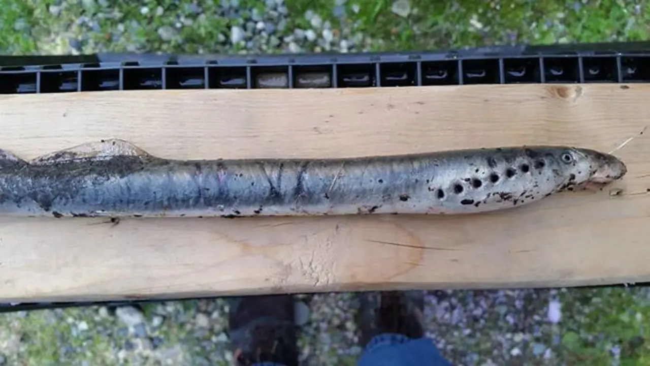 Hujan Ikan Mirip Belut di Alaska