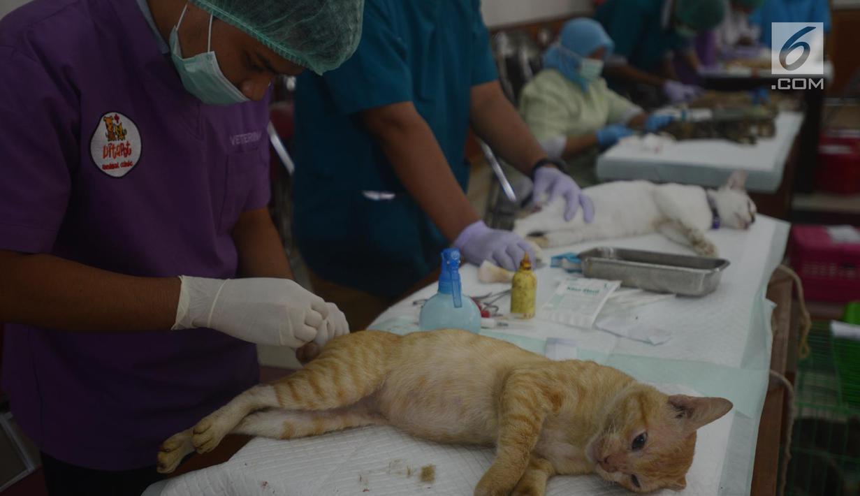 Seekor kucing dikebiri oleh petugas DKPKP pemprov DKI Jakarta di Kecamatan Duren Sawit, Jakarta, Rabu (28/3). Program kastrasi atau pengebirian ini dilakukan untuk memutuskan perkembangbiakan hewan peliharaan tersebut. (Merdeka.com/Imam Buhori)