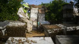 Suasana saat panen madu di peternakan lebah di Beit Hanun, Jalur Gaza utara, Minggu (30/4). Peternakan lebah ini menghasilkan 4000 kilo madu setiap tahun yang hanya dijual di Jalur Gaza. (AFP PHOTO / MOHAMMED ABED)