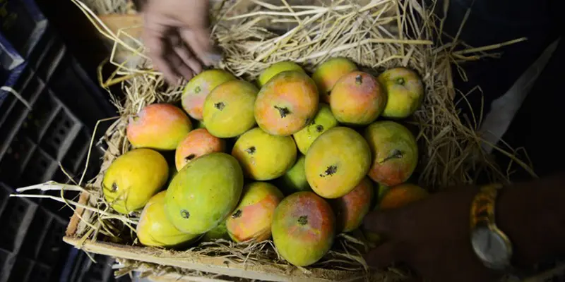 20150821-Ingin Cepat Gemuk? Konsumsi 6 Buah Penambah Berat Badan Ini-Mangga