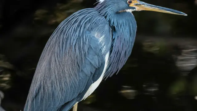 16 Burung Paling Eksotis dan Langka, Hanya Ada di Kepulauan Galapagos!