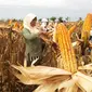 Panen Jagung diawal bulan Febuari 2017 merupakan hasil panen kedua yang dihasilkan dari program DMPA Kelompok Maju Tani Kecamatan Air Sugihan, Kabupaten Bayuasin Sumsel (Liputan6.com/Nefri Inge)