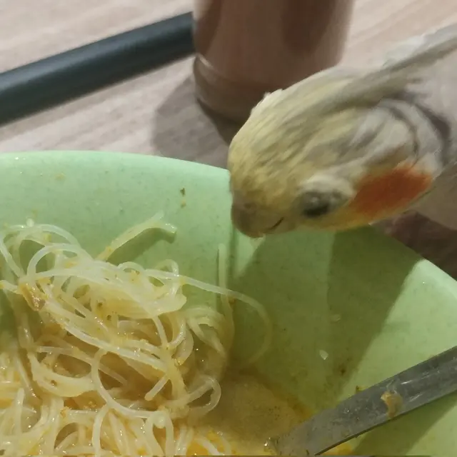 6 Potret Burung Ikut Makan Ini Bikin Tepuk Jidat,