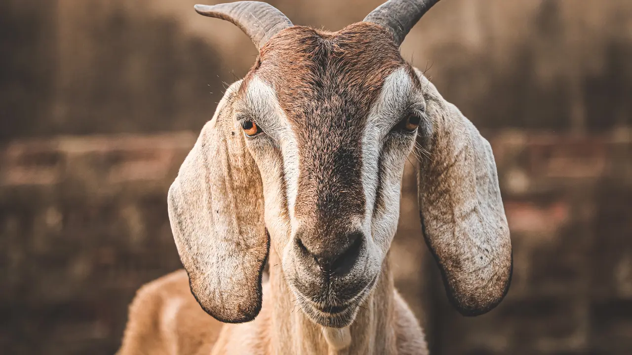 Kambing - Vania