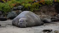 Seekor gajah laut jantan bersantai di atas pasir Pantai Drakes di California pada Jumat (13/12/2019). Gajah laut memang senang menghabiskan waktu di pantai setelah berburu makanan di laut. (Photo by Philip Pacheco / AFP)