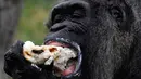 Gorila Fatou memakan kue ulang tahunnya saat berusia 61 tahun di kebun binatang Zoologischer Garten di Berlin, Jerman (13/4). Fatou adalah gorila tertua dari jenisnya yang hidup di Eropa. (AFP Photo/John Macdougall)