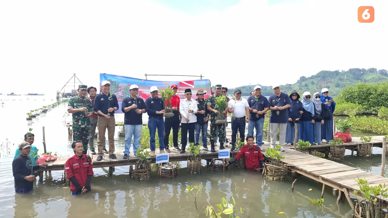Penanaman 1.000 pohon mangrove dan replantasi terumbu karang di Kabupaten Pesawaran, Lampung. Foto : (Liputan6.com/Ardi).