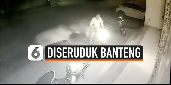 VIDEO: Pengendara Motor Diseruduk Dua Banteng yang Bertarung