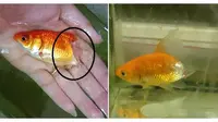 Enggak Disangka, Wanita Ini Berhasil Selamatkan Ikan Hias yang Sudah Membusuk