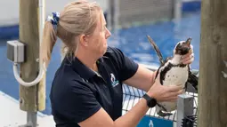Persatuan Internasional untuk Konservasi Alam (IUCN) telah mengubah status Penguin Afrika dari Genting menjadi Kritis. (RODGER BOSCH/AFP)