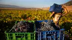 Seorang pekerja Suriah memanen anggur Syrah yang akan difermentasi menjadi arak di Desa Ammik, Lebanon timur, 8 September 2018. Arak khas Lebanon memiliki rasa manis dan kandungan alkohol yang tinggi, sekitar 40 persen. (AP Photo/Hussein Malla)