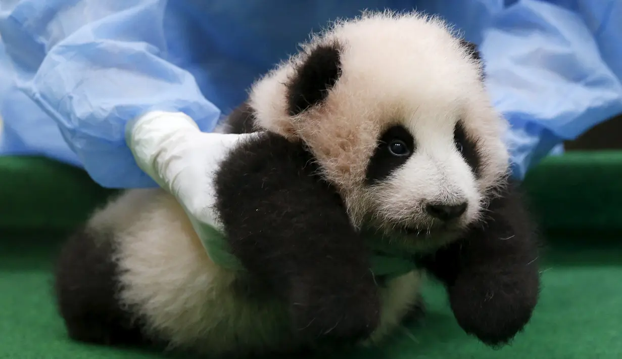 Seorang pegawai kebun binatang membawa anak panda berusia tiga bulan di Nasional Zoo, Kuala Lumpur, Malaysia, Selasa (17/11). Panda tersebut terlahir dari pasangan panda Liang Liang dan Xing Xing. (REUTERS/Olivia Harris)