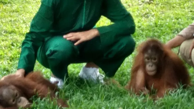 Putri Indonesia Adopsi Bayi Orangutan, Kamu Kapan?