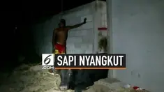 Seekor sapi terjebak pada celah di antara 2 dinding di Thailand. Petugas tim penyelamat menghancurkan dinding dan sapi dibebaskan setelah 1 jam.
