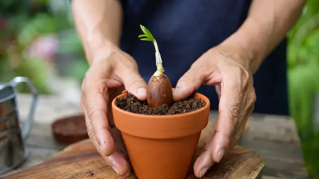 Cara Menanam Biji Kurma di Pot (Foto: Reve Art AI)