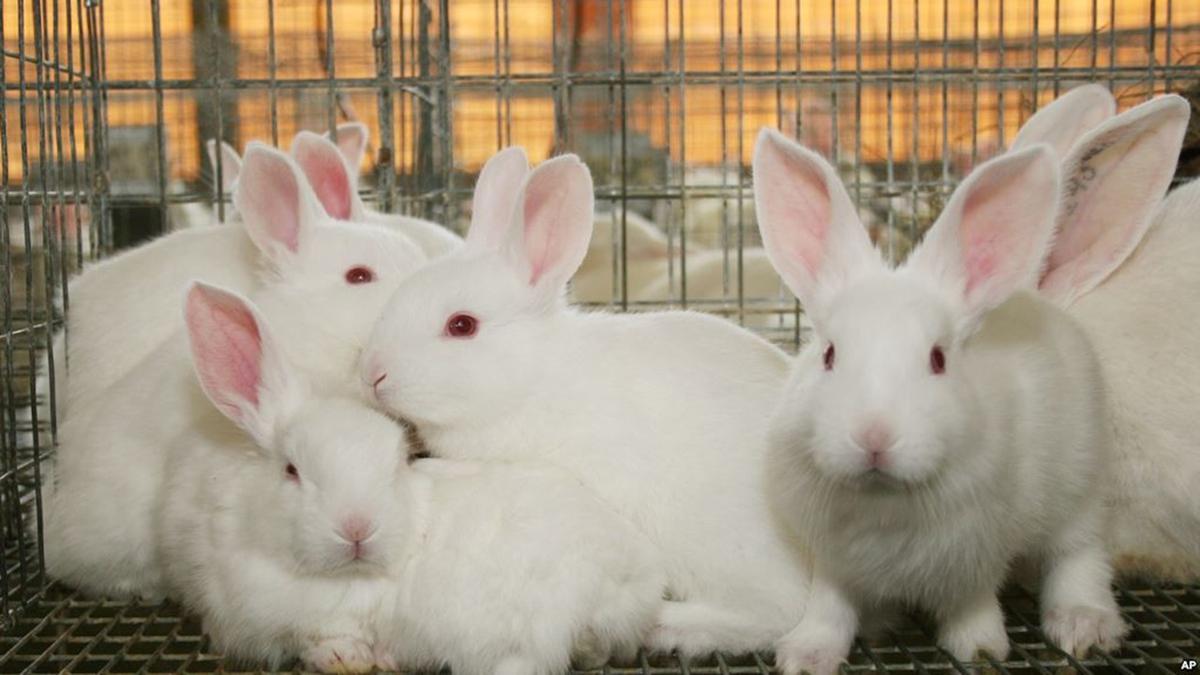 9 Ide Ternak Mini Paling Produktif untuk Skala Rumah, Bisa Jadi Sumber Pendapatan Tambahan