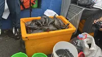Pemkot Jaktim Tangkap 763 Kg Ikan Sapu-Sapu, Langsung Dimusnahkan