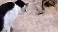 Video berdurasi 1 menit dan 38 detik itu menampilkan aksi kucing mempermainkan seekor ular yang menjadi santapan kodok.