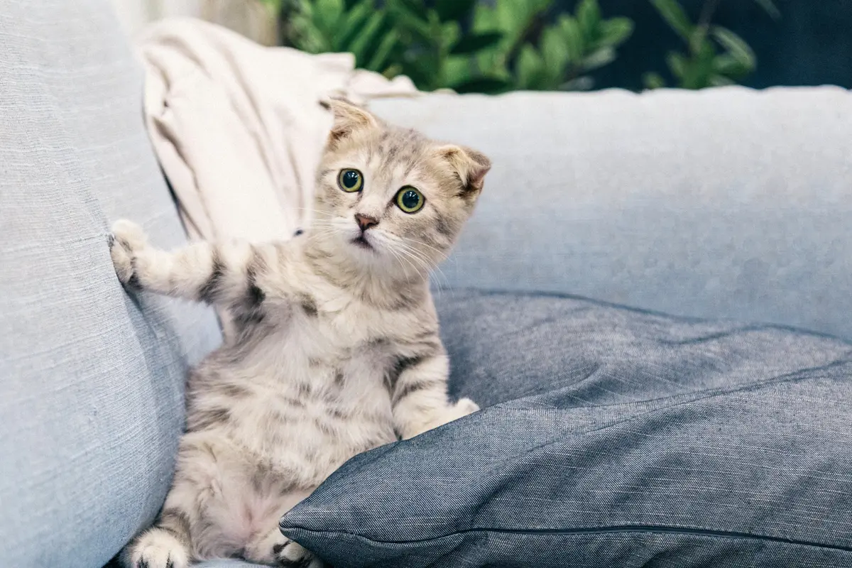 Kucing - Vania
