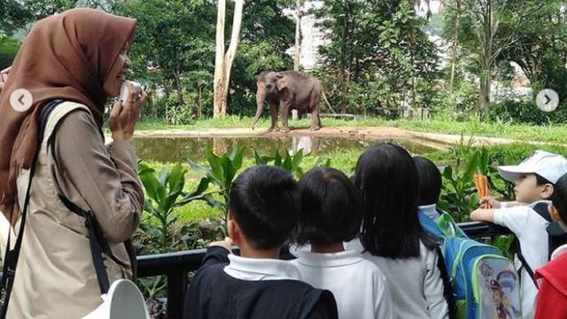 Kondisi Terkini Satwa Satwa Di Kebun Binatang Bandung Lifestyle Liputan6 Com