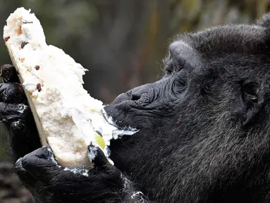 Gorila Fatou menikmati kue ulang tahunnya saat berusia 61 tahun di kebun binatang Zoologischer Garten di Berlin, Jerman (13/4). Fatou adalah gorila tertua dari jenisnya yang hidup di Eropa. (AFP Photo/John Macdougall)