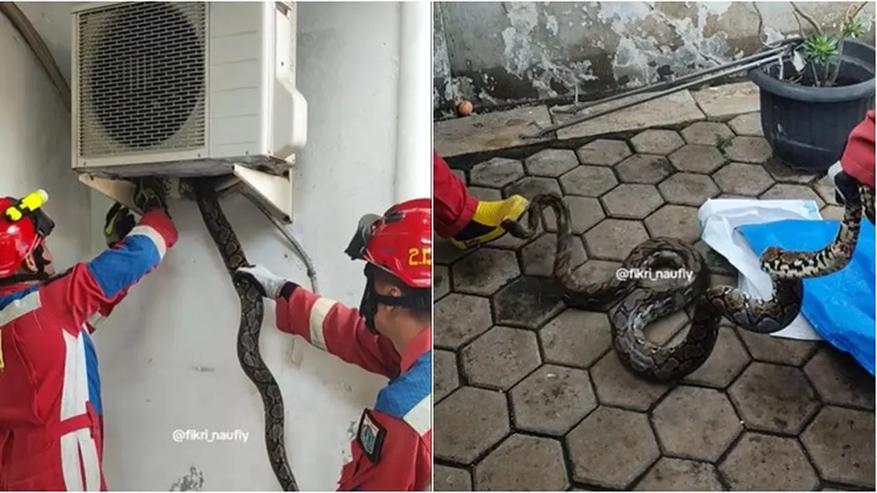 Ular Sanca Sembunyi di Outdoor AC Rumah Warga, Evakuasi Berlangsung Dramatis