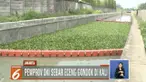 Apabila berhasil, nantinya metode eceng gondok akan diterapkan di kali-kali Ibu Kota. Gubernur akan memantau program ini.