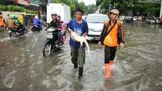 Petugas Dinas Kebersihan DKI menangkap seekor biawak yang terbawa banjir di kawasan Kemang, Jakarta Selatan, akibat luapan air Kali Krukut, Selasa (4/10). Biawak sepanjang 2 meter muncul dari saluran air. (Liputan6.com/Gempur M Surya)