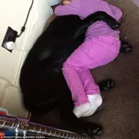 Kemesraan dengan hewan pelharaan. (Sumber Foto: Dailymail)