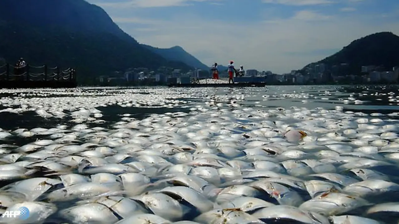 ikan-mati130315b.jpg
