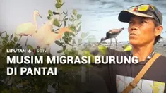 Kawasan Pantai Trisik di Kulon Progo, Yogyakarta, menjadi tempat singgah yang nyaman bagi aneka burung migran. Tingkat kunjungan wisatawan, termasuk pengamat burung dari berbagai belahan dunia, pun meningkat.