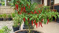 TOP 3: Alternatif Media Tanam Cabai hingga Desain Kebun Cabai Pakai Hydro Pot Low Budget