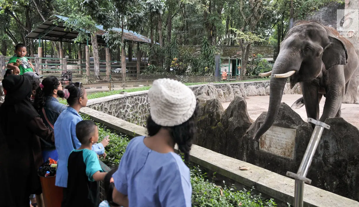 Sejumlah warga melihat gajah Sumatera di Taman Margasatwa Ragunan, Jakarta, Senin (26/6). Lebaran hari ke-2, Kebun Binatang Ragunan diserbu warga yang ingin menikmati waktu libur bersama keluarga. (Liputan6.com/Yoppy Renato)
