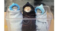 7 Potret Menggemaskan Kucing yang Terbalut Handuk dan Selimut, Butuh Kehangatan (sumber: Boredpanda)