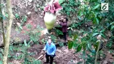 Beredar video dua turis asing tengah merusak bunga bangkai yang tengah mekar di Kabupaten Agam.
