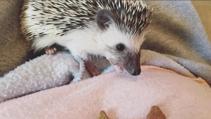 5 Alasan Mengapa Para Jomblo Harus Memelihara Landak Mini