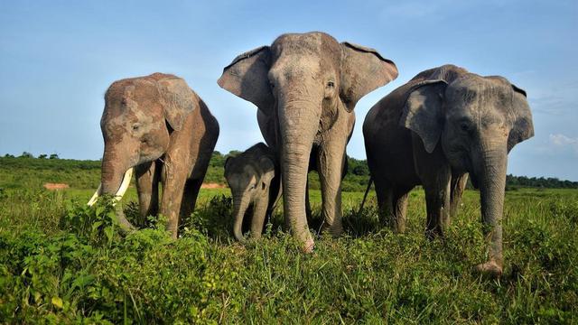 Taman Nasional Way Kambas