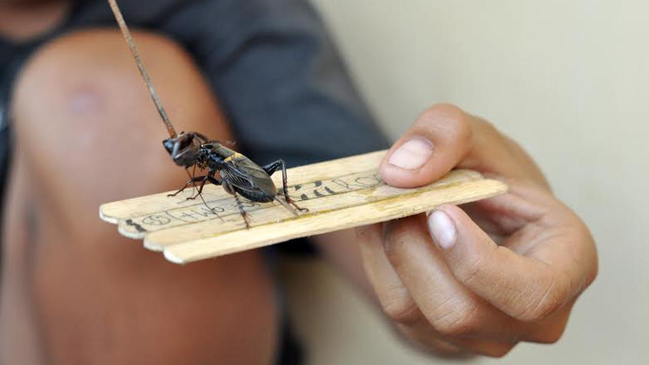 Parmainan Unik Tradisional Saat Libur Sekolah di Palu