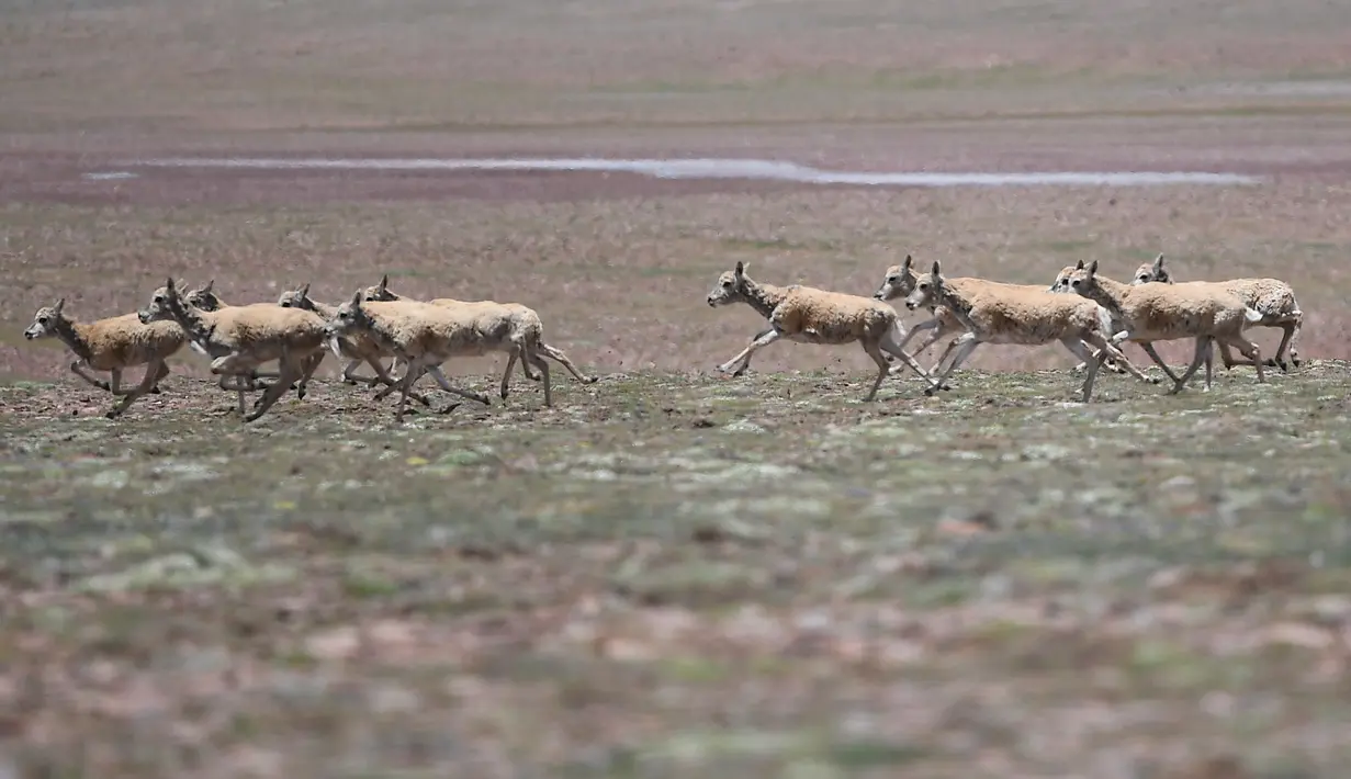 Kawanan antelop Tibet di dekat Danau Zonag di cagar alam nasional Hoh Xil, China (14/7/2020). China menempatkan spesies ini di bawah perlindungan utama negara. (Xinhua/Zhang Long)