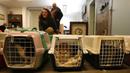 Dokter dan relawan merawat anjing dan kucing yang tiba dari Ukraina di Przemysl, Polandia, Selasa (8/3/2022). ADA Foundation memberikan perlindungan bagi hewan terlantar seperti kucing, anjing, kambing, bahkan beruang. (AP Photo/Czarek Sokolowski)