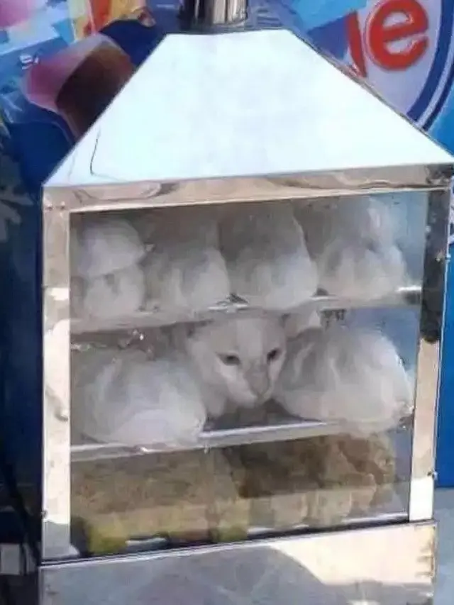6 Tingkah Lucu Kucing Kamufalse Jadi Makanan, Pintar Menyelinap