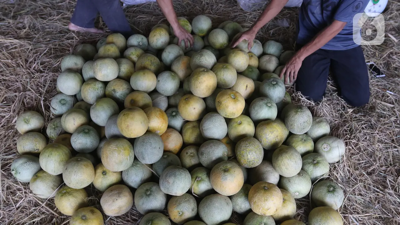 Produksi Buah Dalam Negeri Akan Ditingkatkan