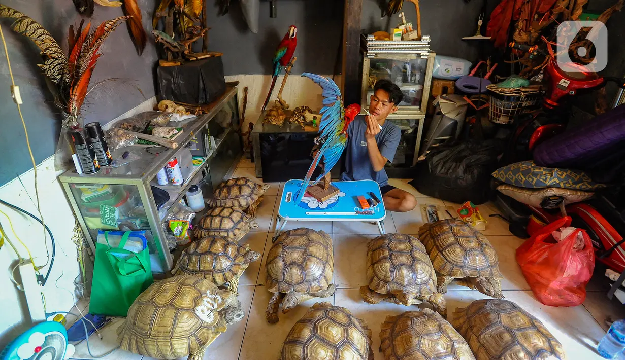 Ahli taksidermi mengawetkan binatang peliharaan di workshop Pagoda Taksidermi, Pekayon, Jakarta, Selasa (1/8/2023). (merdeka.com/Arie Basuki)