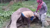 Seekor gajah liar ditemukan mati di sekitar Kantong Tesso Tenggara, Kabupaten Pelalawan. (Liputan6.com/ Dok Ist BKSDA Riau)