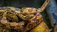 8 Ular Terbesar yang Bisa Menelan Manusia, Mangsa Anaconda Seukuran Sapi